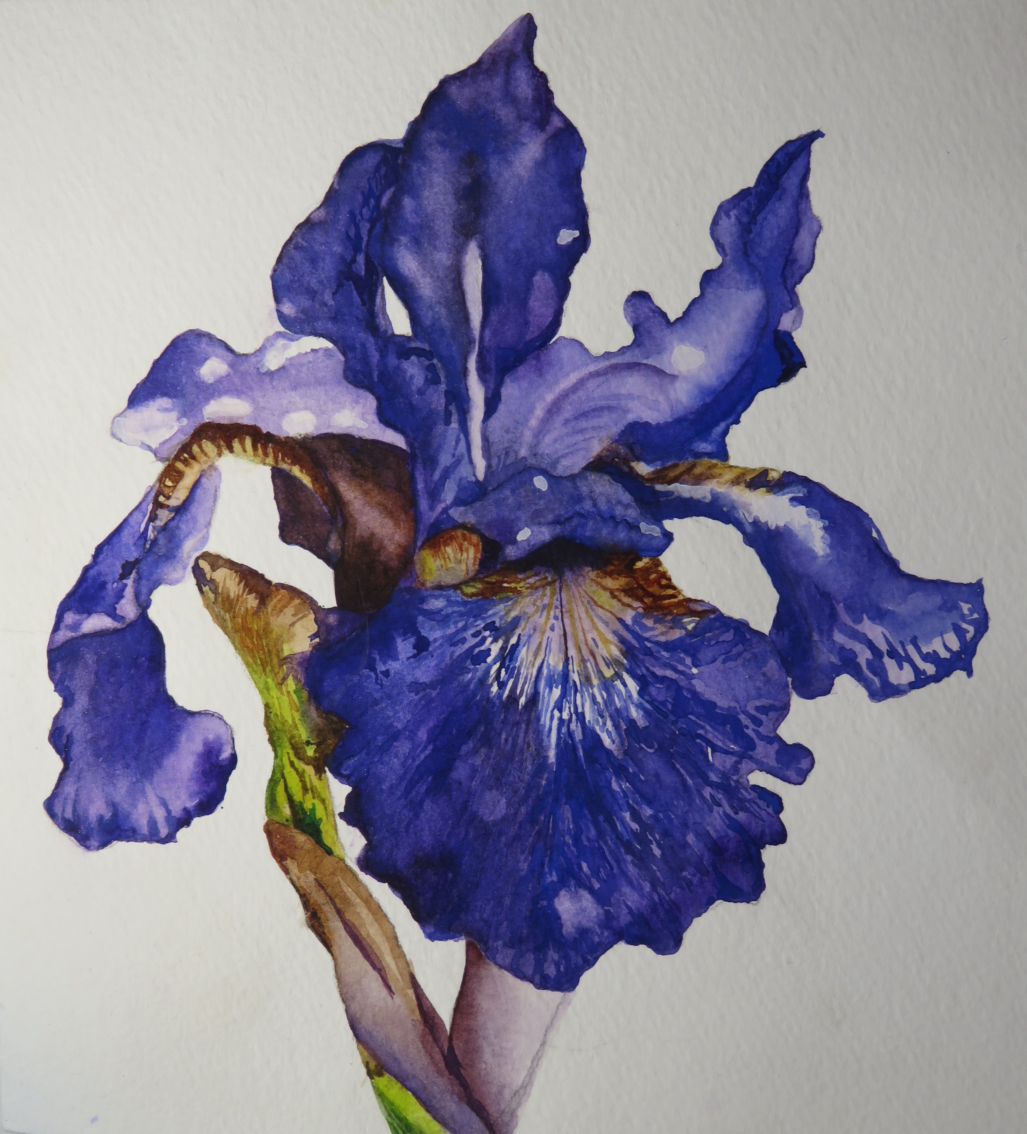 Blue Iris — original botanical watercolor painting by Florida artist Linda Griffin